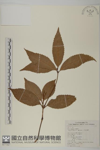 草珊瑚、紅果金粟蘭藏品圖，第1張