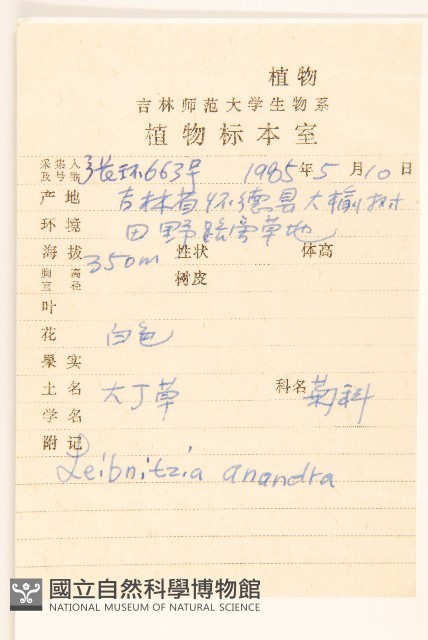 大丁草藏品圖，第2張
