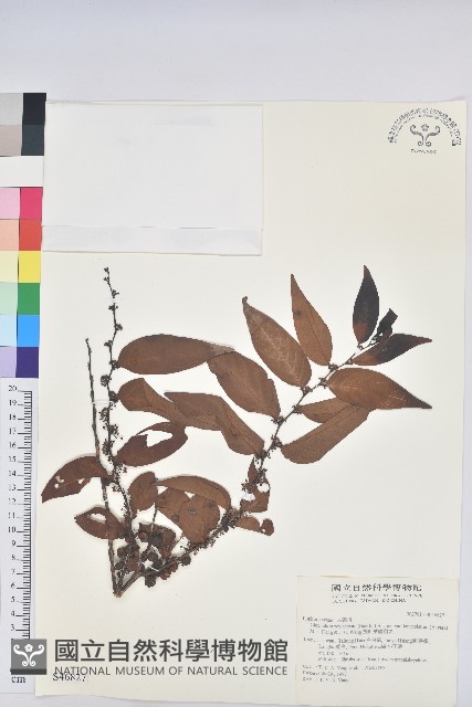 披針葉饅頭果藏品圖，第1張