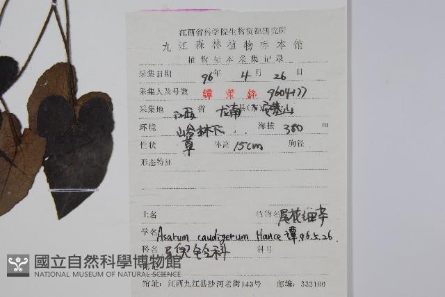 薄葉細辛、尾花細辛藏品圖，第2張