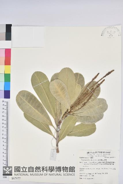 蘭嶼土沉香藏品圖，第1張