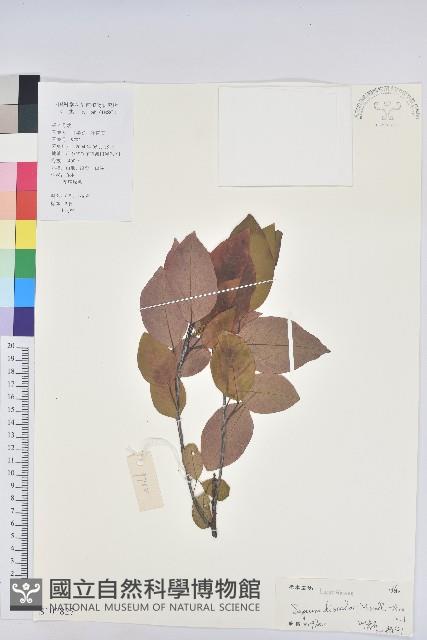 白臼藏品圖，第1張