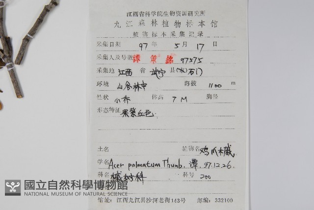 雞爪槭藏品圖，第2張