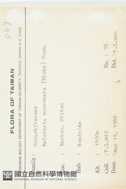 黑果馬交兒藏品圖，第2張