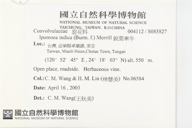 銳葉牽牛藏品圖，第2張