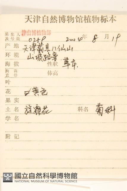 線葉旋覆花藏品圖，第2張