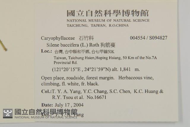 狗筋蔓藏品圖，第2張