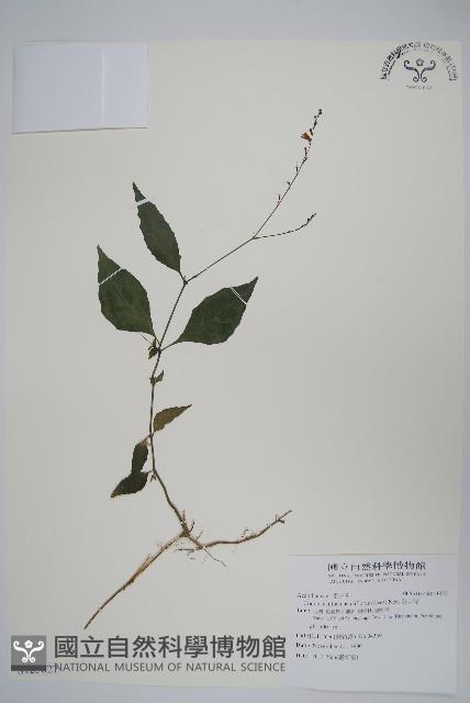 針刺草藏品圖，第1張