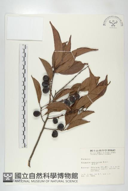 山紅柿藏品圖，第1張