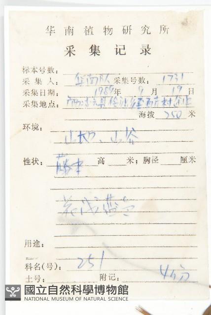 毛麝香藏品圖，第2張