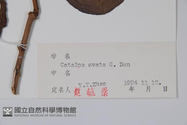 梓樹藏品圖，第2張