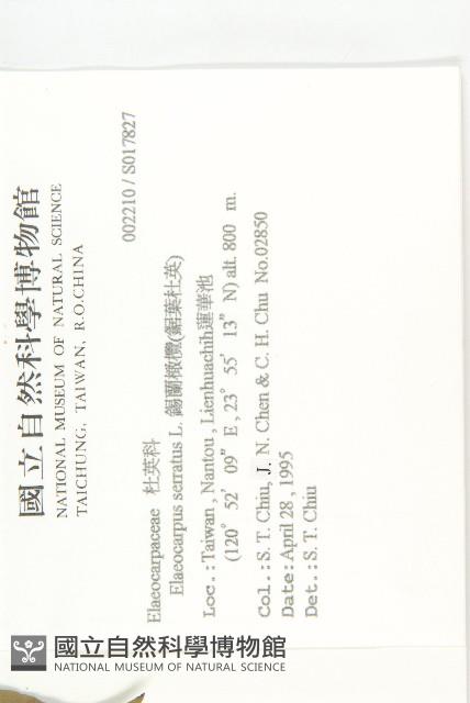 錫蘭橄欖、鋸葉杜英藏品圖，第2張