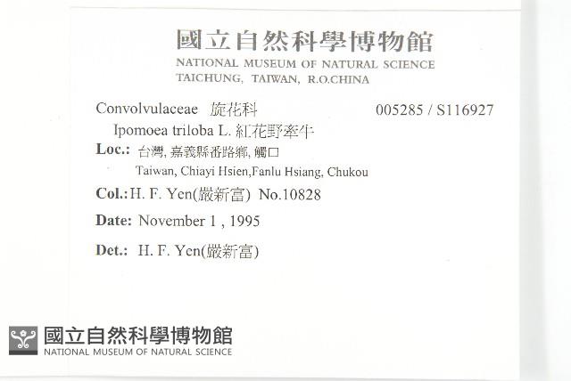 紅花野牽牛藏品圖，第2張