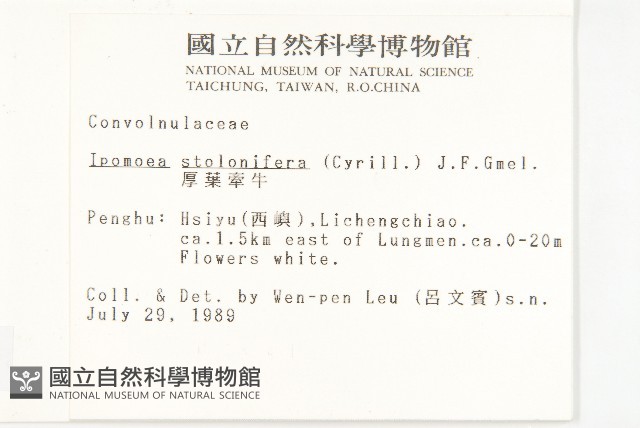 厚葉牽牛藏品圖，第2張