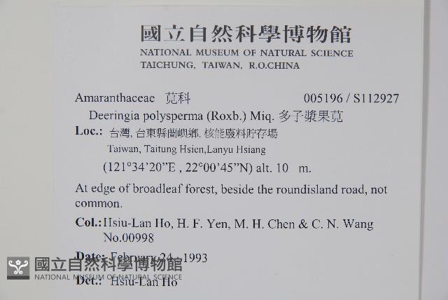 多子漿果莧藏品圖，第2張