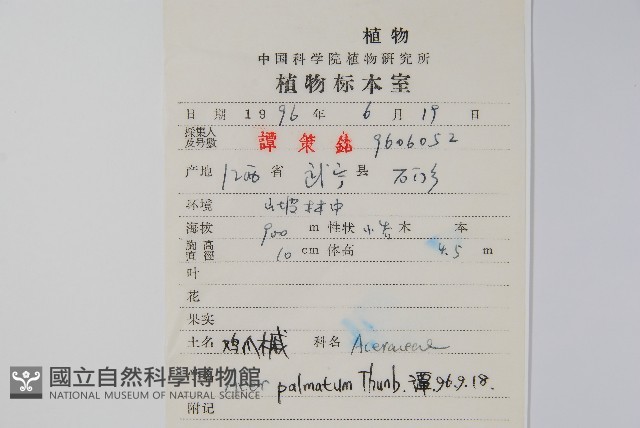 雞爪槭藏品圖，第2張
