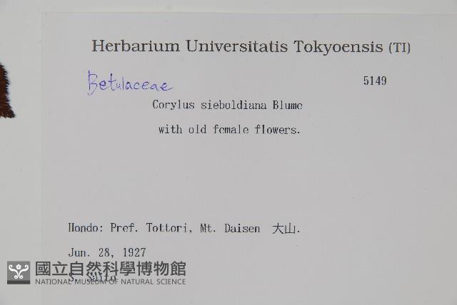 日本榛藏品圖，第2張