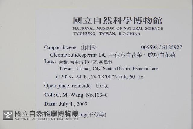 平伏莖白花菜、成功白花菜藏品圖，第2張