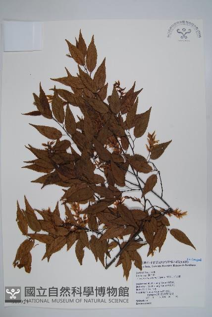 阿里山千金榆藏品圖，第1張