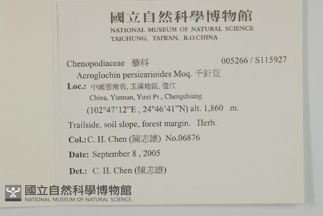 千針莧藏品圖，第2張