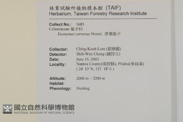 厚葉衛矛, 源一木藏品圖，第2張