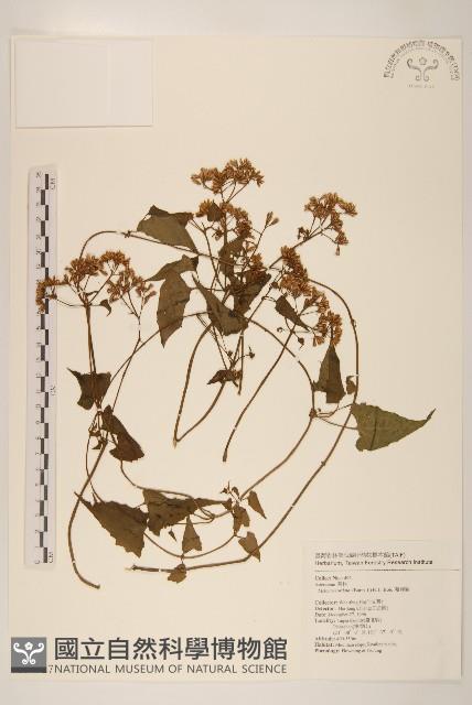 蔓澤蘭藏品圖，第1張