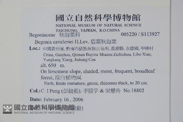 昌感秋海棠藏品圖，第2張