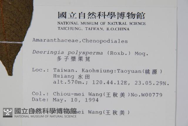 多子漿果莧藏品圖，第2張