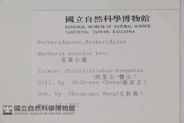 長葉小蘗藏品圖，第2張