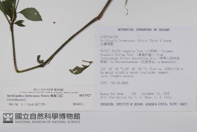 臺灣馬藍藏品圖，第2張