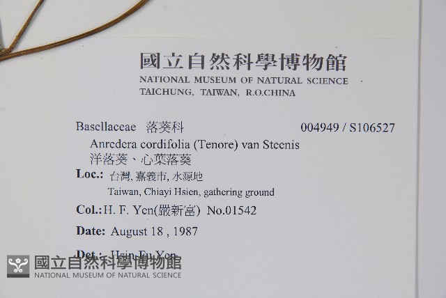 洋落葵、心葉落葵藏品圖，第2張
