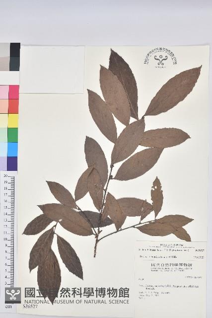 刺杜密藏品圖，第1張