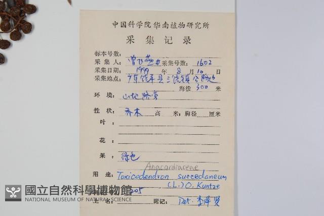 野漆、木臘樹藏品圖，第2張