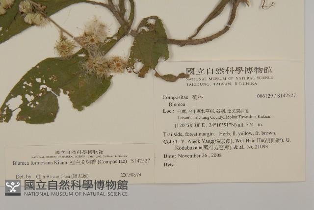 裡白艾納香藏品圖，第2張