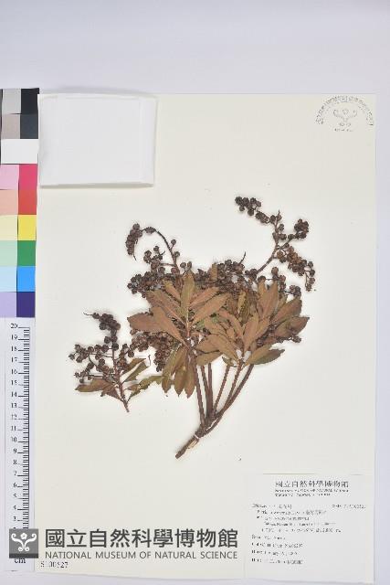 臺灣馬醉木藏品圖，第1張