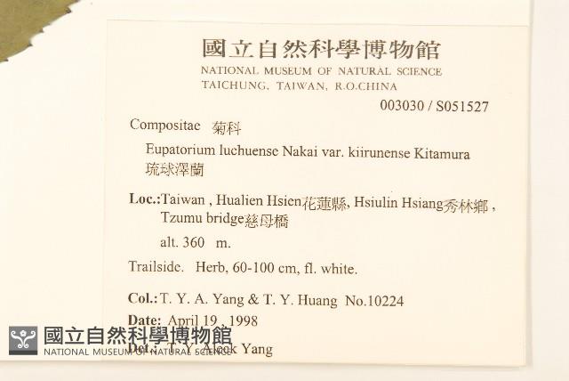 琉球澤蘭藏品圖，第2張