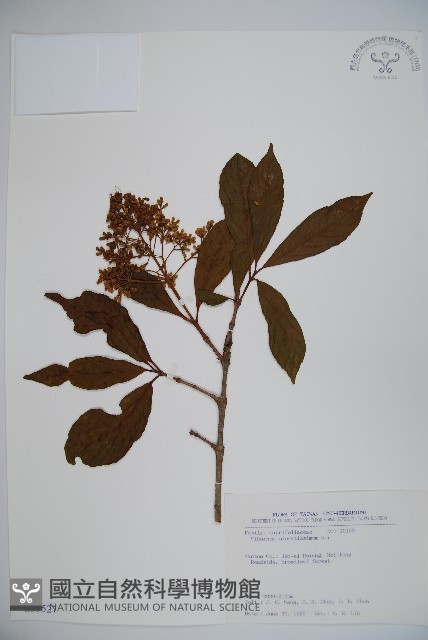 珊瑚樹藏品圖，第1張