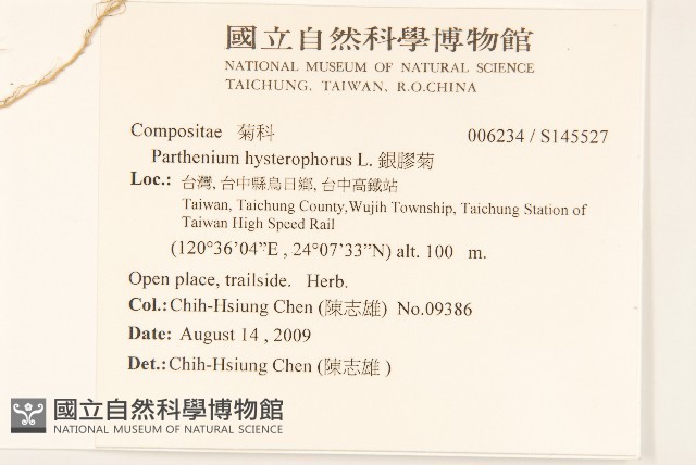 銀膠菊藏品圖，第2張