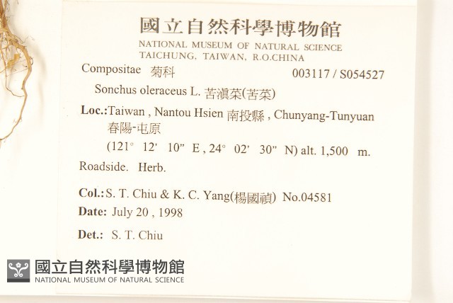 苦滇菜、苦菜藏品圖，第2張