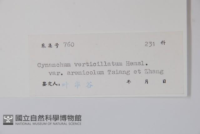 富寧白前藏品圖，第2張