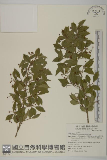 刺果衛矛藏品圖，第1張