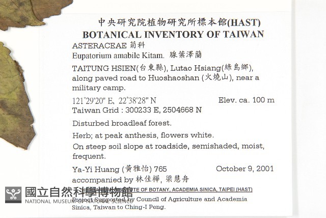 腺葉澤蘭藏品圖，第2張