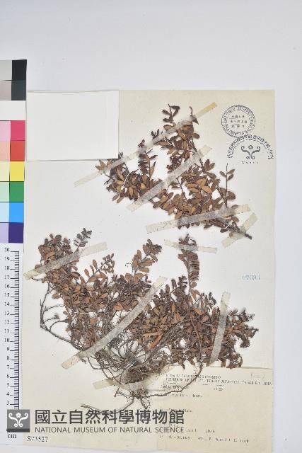 高山白珠樹藏品圖，第1張