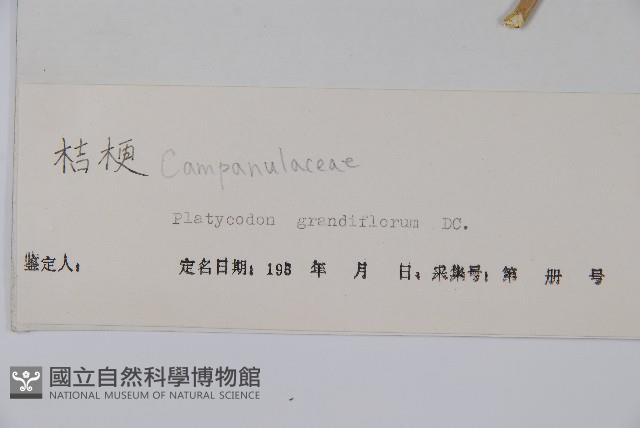 桔梗藏品圖，第2張