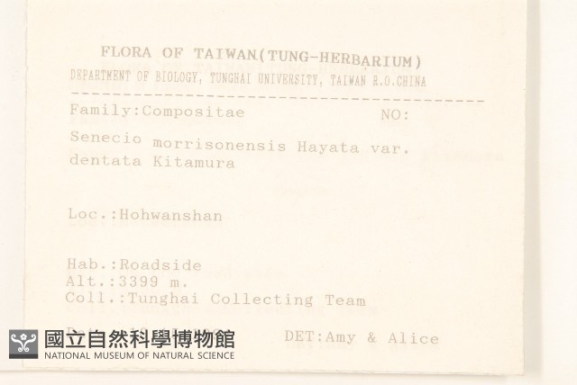 狹葉玉山黃菀藏品圖，第2張