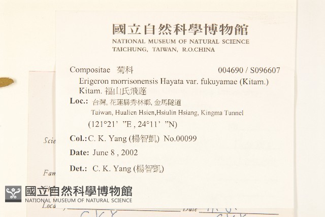福山氏飛蓬藏品圖，第2張