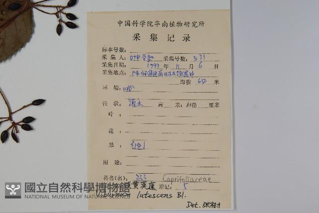 淡黃莢迷藏品圖，第2張