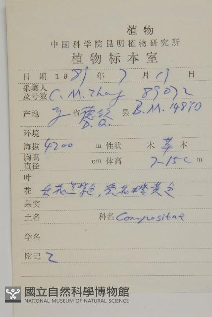 緣毛紫菀藏品圖，第2張