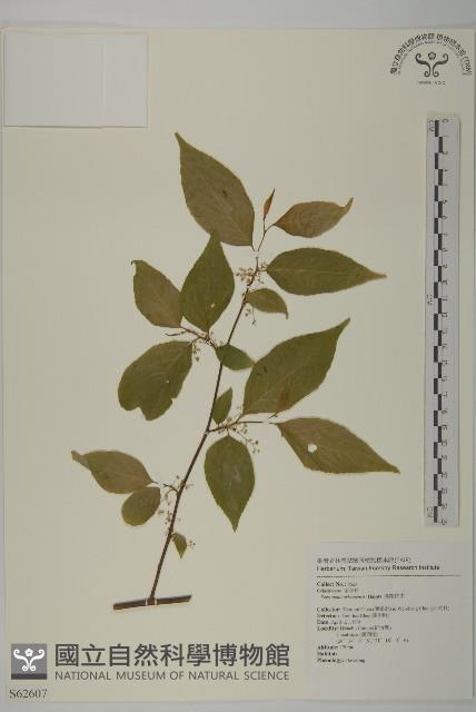 佩羅特木藏品圖，第1張