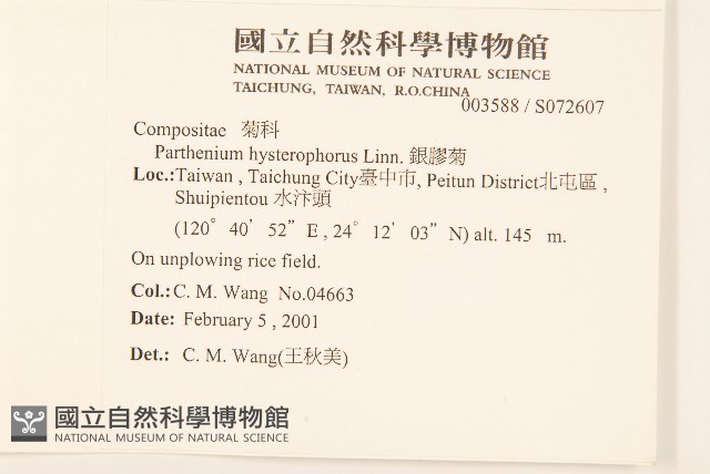 銀膠菊藏品圖，第2張